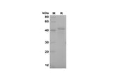 SDS-PAGE analysis of Rat M-CSF proteins, 2 μg/lane of Recombinant Rat M-CSF proteins was resolved with SDS-PAGE under reducing conditions, showing bands at 42 kDa.