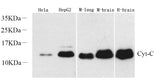Western Blot analysis of various samples using CYCS Polyclonal Antibody at dilution of 1:1000.