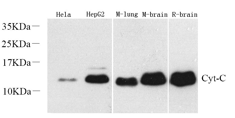 Western Blot analysis of various samples using CYCS Polyclonal Antibody at dilution of 1:1000.