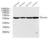 Western Blot analysis of various samples using Desmin Polyclonal Antibody at dilution of 1:1000.