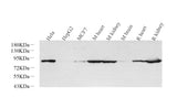 Western Blot analysis of various samples using Glucocorticoid Receptor Polyclonal Antibody at dilution of 1:1000.
