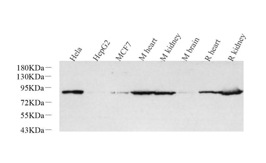Western Blot analysis of various samples using Glucocorticoid Receptor Polyclonal Antibody at dilution of 1:1000.