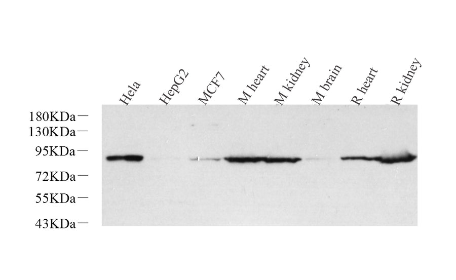 Western Blot analysis of various samples using Glucocorticoid Receptor Polyclonal Antibody at dilution of 1:1000.