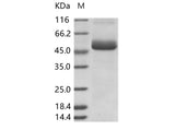 > 95 % as determined by reducing SDS-PAGE.