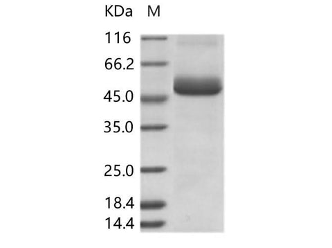 > 95 % as determined by reducing SDS-PAGE.