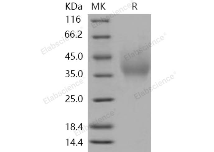 > 95 % as determined by reducing SDS-PAGE.