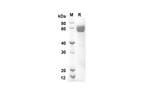 SDS-PAGE analysis of Mouse Cd200 proteins, 2 μg/lane of Recombinant Mouse Cd200 proteins was resolved with an SDS-PAGE under reducing conditions, showing bands at 47.1 kDa.