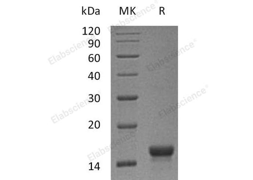 > 95 % as determined by reducing SDS-PAGE.