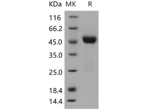 > 98 % as determined by reducing SDS-PAGE.