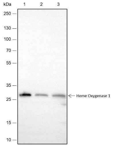 Anti-Human/Rat/Mouse Heme Oxygenase 1 Antibody [A506] - ABMIUM