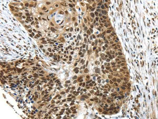 Anti-Human TEX37 Antibody