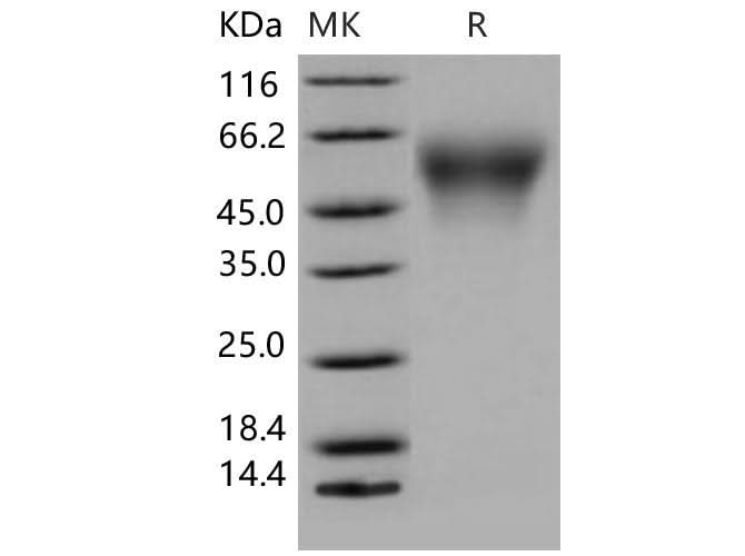 > 88 % as determined by reducing SDS-PAGE.
