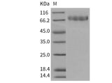 > 95 % as determined by reducing SDS-PAGE.
