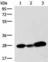 Western blot analysis of 293T K562 and NIH/3T3 cell lysates using VEGFA Polyclonal Antibody at dilution of 1:1050