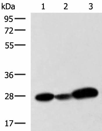 Western blot analysis of 293T K562 and NIH/3T3 cell lysates using VEGFA Polyclonal Antibody at dilution of 1:1050
