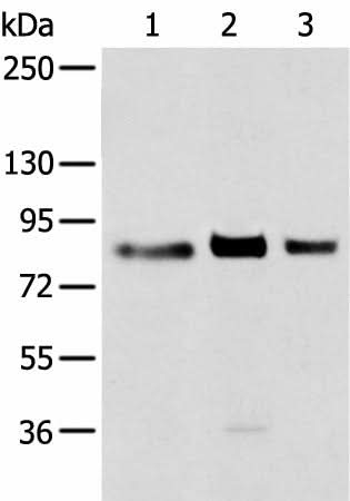 Western blot analysis of 293T cell using TBX3 Polyclonal Antibody at dilution of 1:200