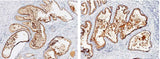 Anti-Human KLK3 Antibody [A1163] - ABMIUM