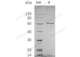 > 88 % as determined by reducing SDS-PAGE.