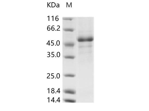 > 85 % as determined by reducing SDS-PAGE.