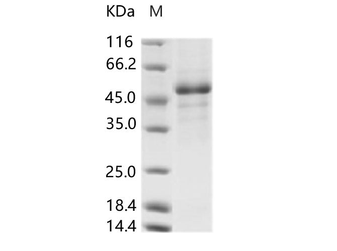 > 85 % as determined by reducing SDS-PAGE.