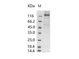 > 70 % as determined by reducing SDS-PAGE.