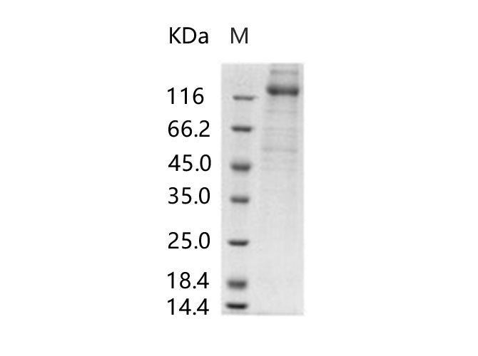 > 70 % as determined by reducing SDS-PAGE.