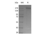 > 95 % as determined by reducing SDS-PAGE.