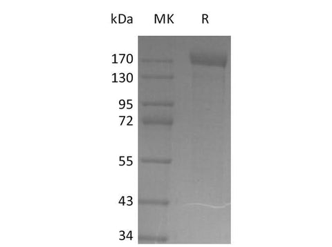 > 95 % as determined by reducing SDS-PAGE.