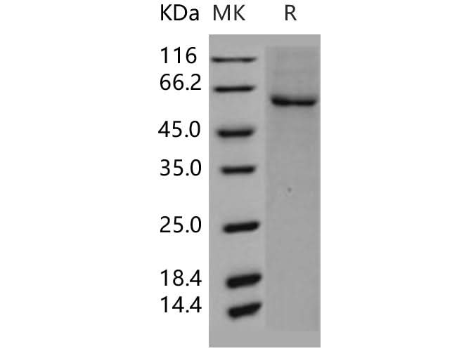 > 90 % as determined by reducing SDS-PAGE.