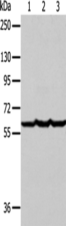 Anti-Human/Mouse/Rat F9 Antibody - ABMIUM
