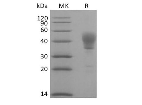 Recombinant Human Signal Transducer CD24/CD24 (C-Fc) - ABMIUM