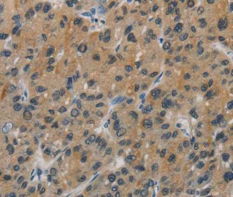 Anti-Human CASP9 Antibody
