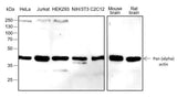 Anti-Human/Rat/Mouse Pan-Actin Antibody [A321]