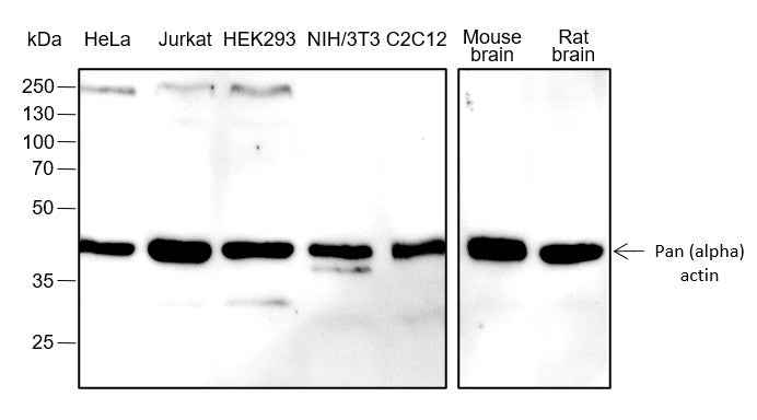 Anti-Human/Rat/Mouse Pan-Actin Antibody [A321]
