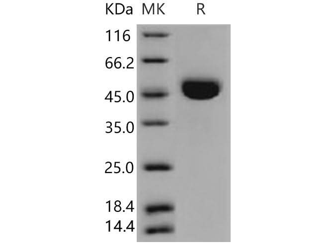 > 97 % as determined by reducing SDS-PAGE.