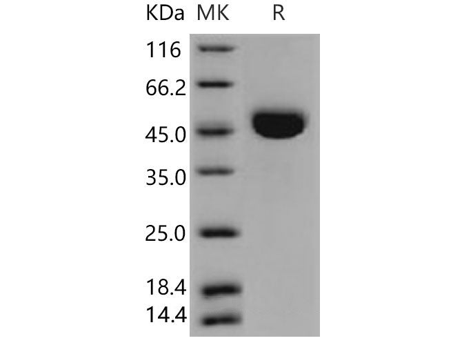 > 97 % as determined by reducing SDS-PAGE.