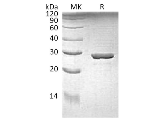 Recombinant E.coli Tryptophan Synthase α Chain/Trp A Protein - ABMIUM
