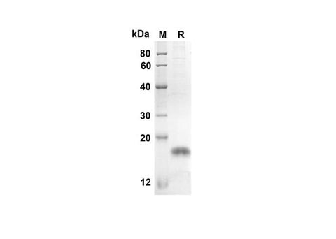 SDS-PAGE analysis of Mouse Tnfsf18 proteins, 2 μg/lane of Recombinant Mouse Tnfsf18 proteins was resolved with an SDS-PAGE under reducing conditions, showing bands at 13.8 kDa.