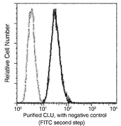 Anti-Human CLU Antibody [A1155] - ABMIUM