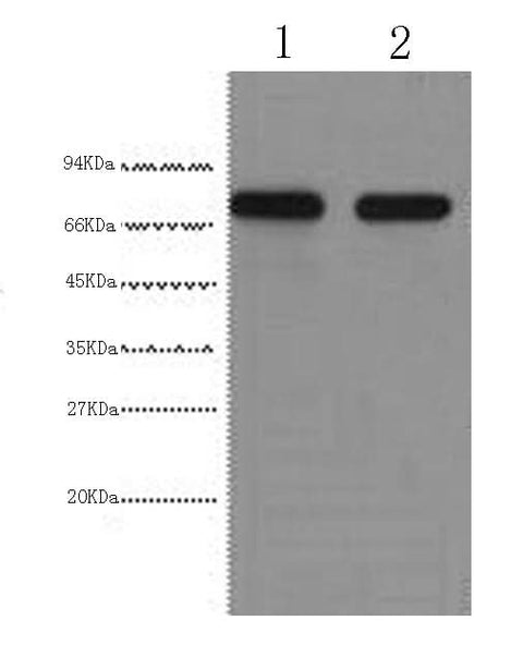 Western Blot analysis of HepG2 cells using AFP Monoclonal Antibody at dilution of 1:2000.