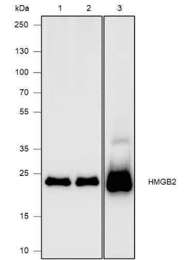 Anti-Human/Rat/Mouse HMGB2 Antibody [A533] - ABMIUM