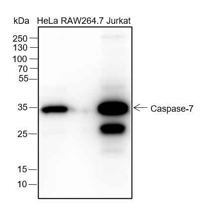 Anti-Human/Mouse Caspase-7 Antibody [A151] - ABMIUM