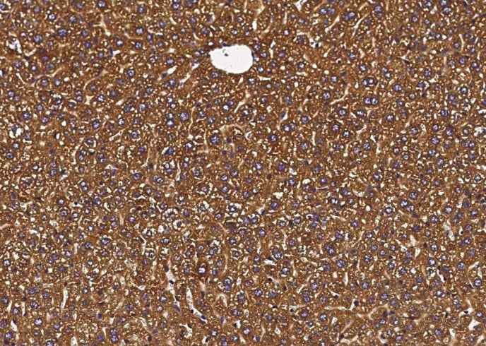 Anti-Mouse P4HB Antibody [B471] - ABMIUM