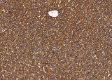 Anti-Mouse P4HB Antibody [B471]
