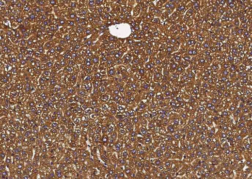 Anti-Mouse P4HB Antibody [B471] - ABMIUM