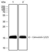 Anti-Human/Rat/Mouse Calmodulin 1/2/3 Antibody [A439]