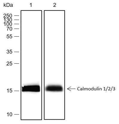 Anti-Human/Rat/Mouse Calmodulin 1/2/3 Antibody [A439]