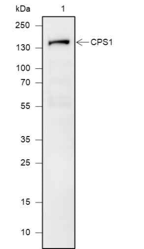 Anti-Human/Rat/Mouse CPS1 Antibody [A622]