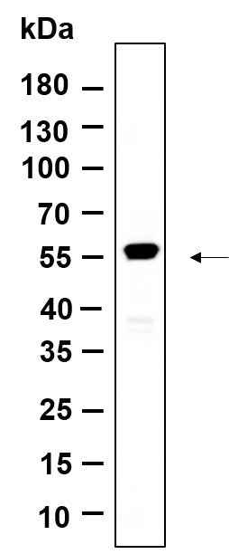 Anti-Human/Mouse/Rat Krs-2 Antibody [B935] - ABMIUM