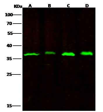 Anti-Human RPRD1B Antibody [A988] - ABMIUM